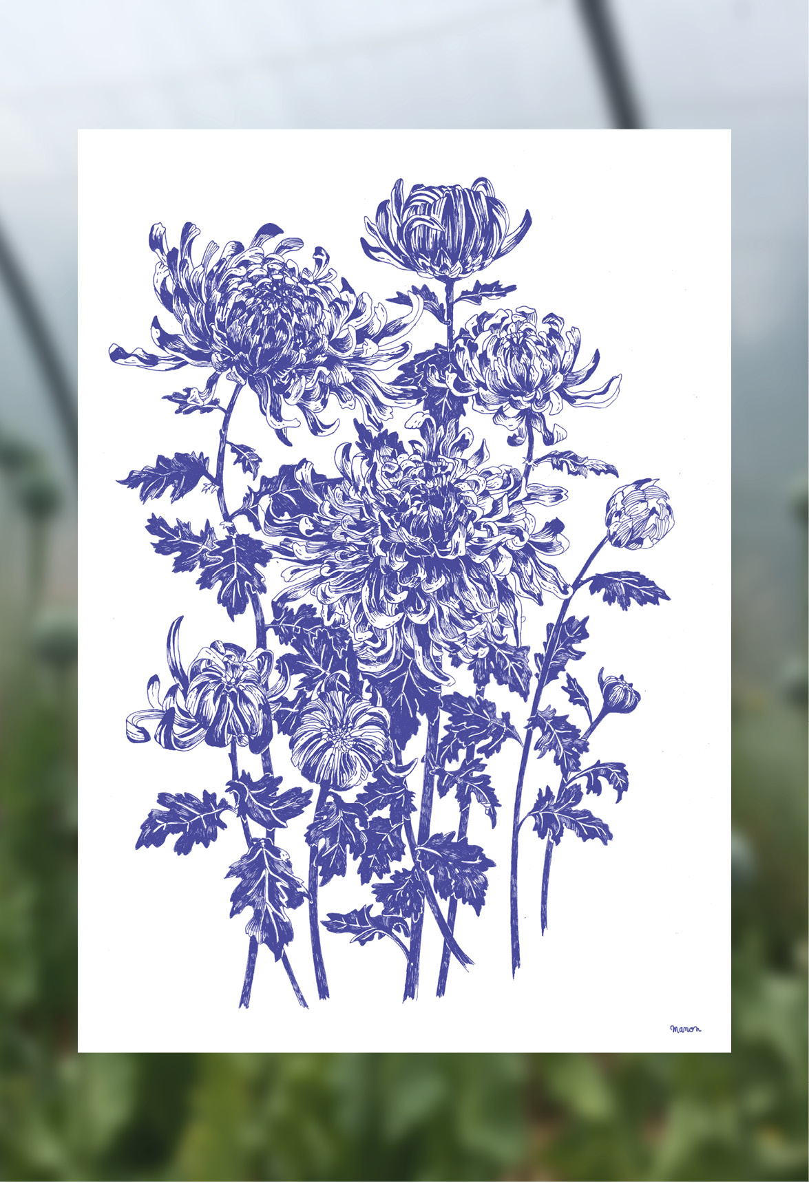 Affiche dessinée - Les chrysanthèmes – Image 2
