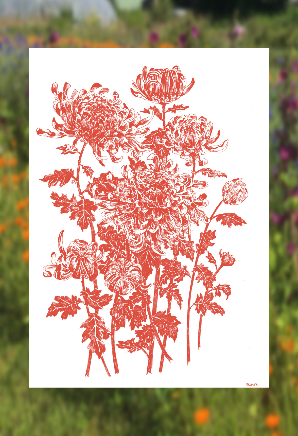 Affiche dessinée - Les chrysanthèmes – Image 3