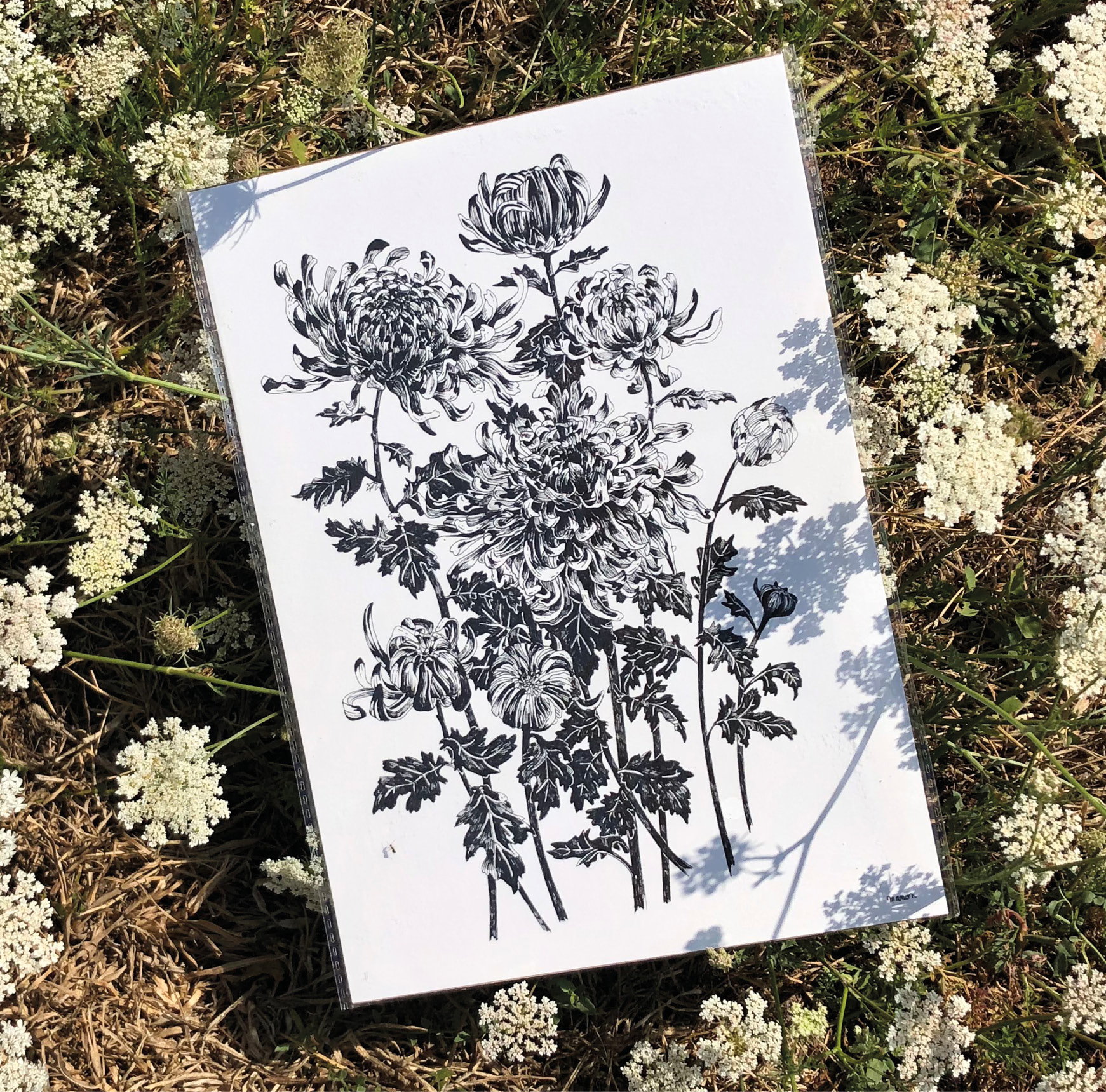 Affiche dessinée - Les chrysanthèmes