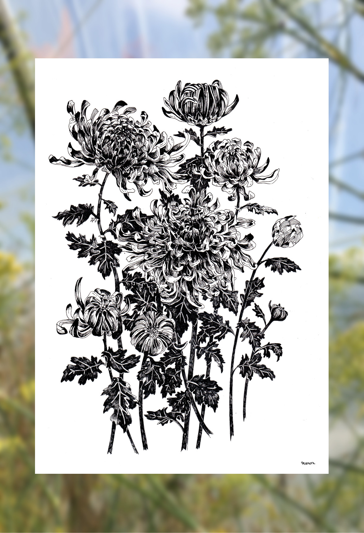 Affiche dessinée - Les chrysanthèmes – Image 4