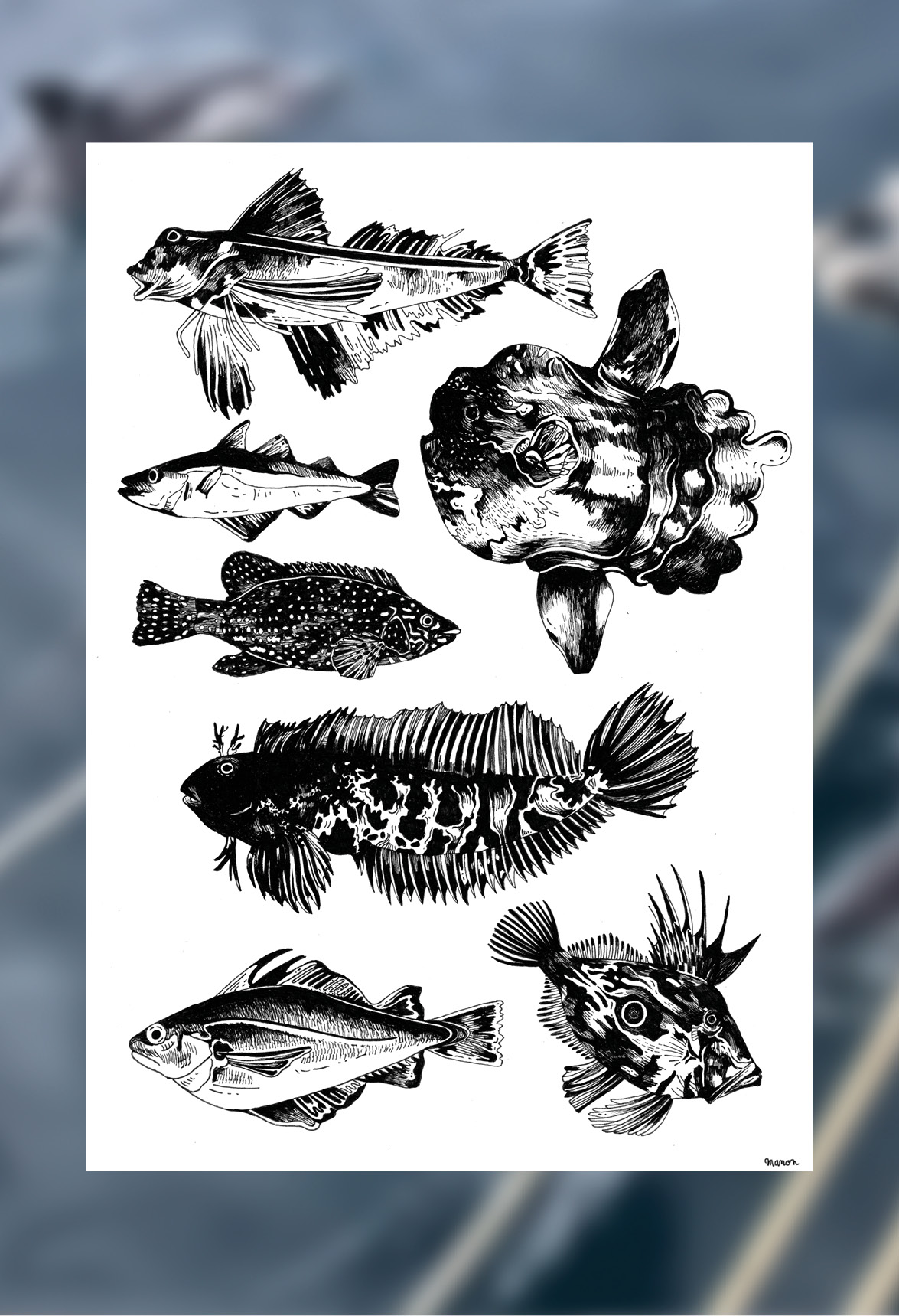 Affiche dessinée - Les poissons de la Mer d’Iroise – Image 2