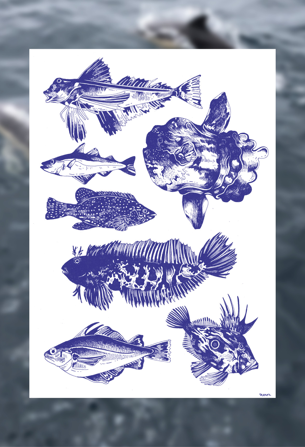 Affiche dessinée - Les poissons de la Mer d’Iroise – Image 3