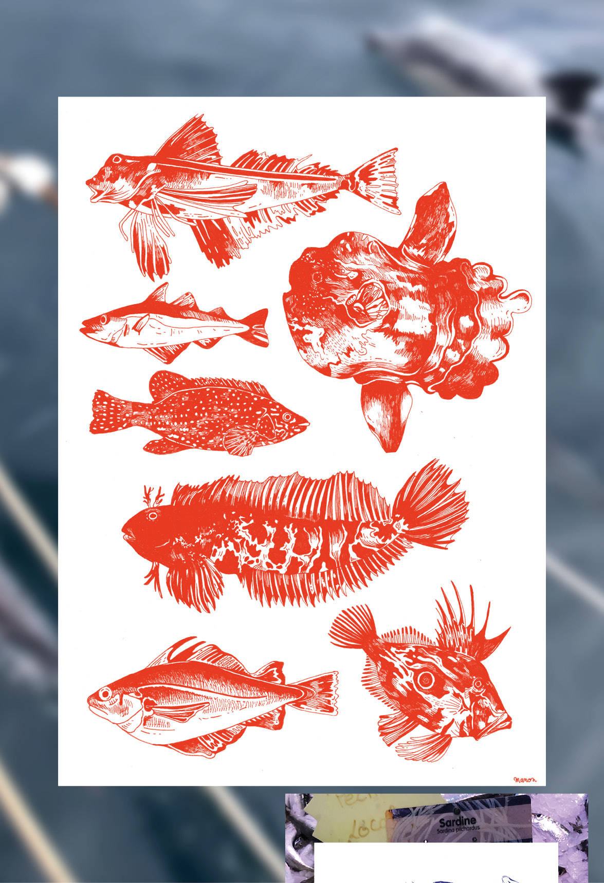 Affiche dessinée - Les poissons de la Mer d’Iroise – Image 4