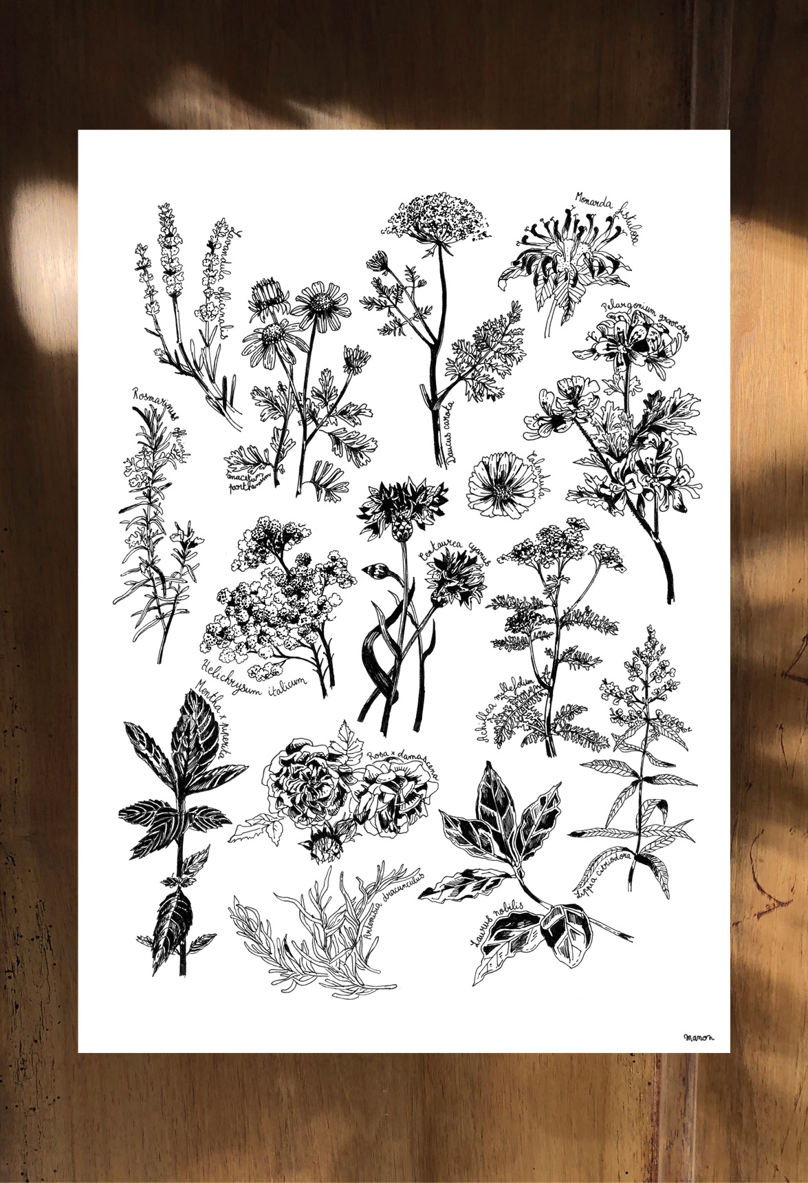 Affiche dessinée - Les plantes médicinales – Image 3