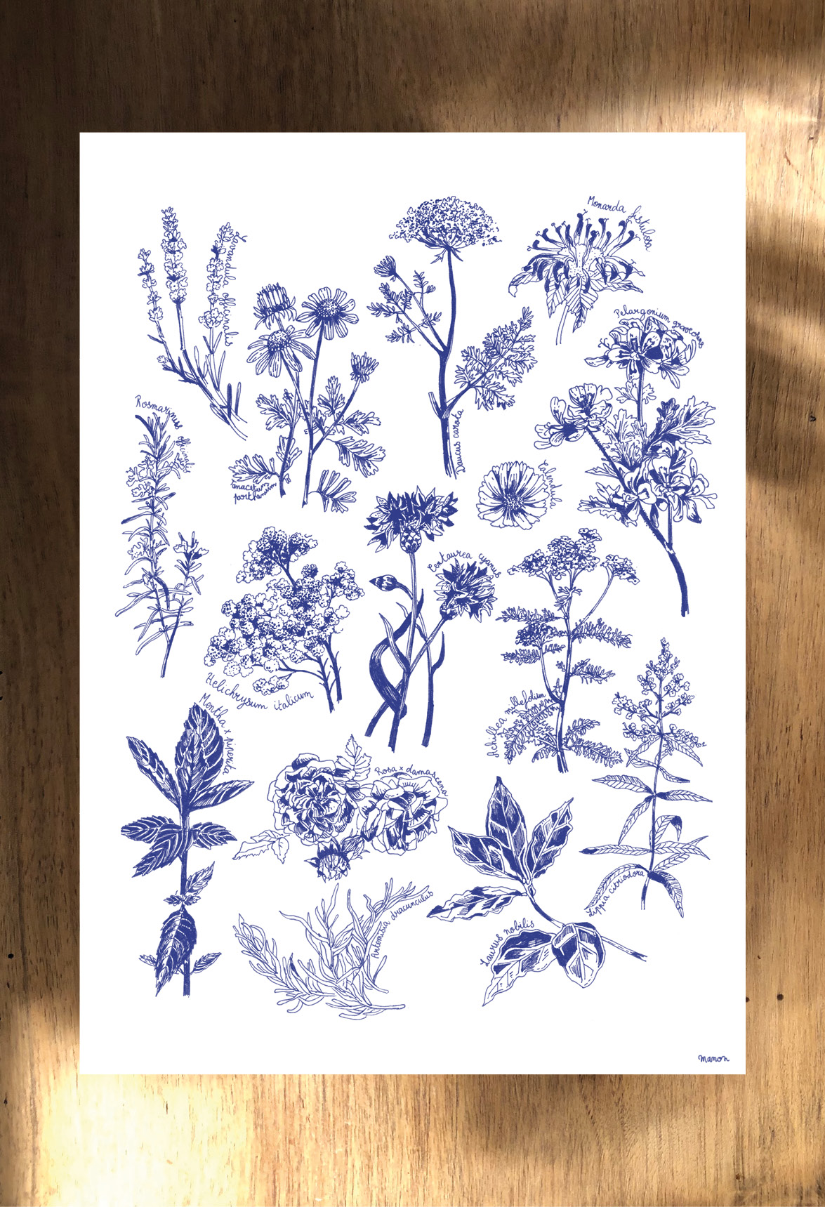 Affiche dessinée - Les plantes médicinales – Image 2
